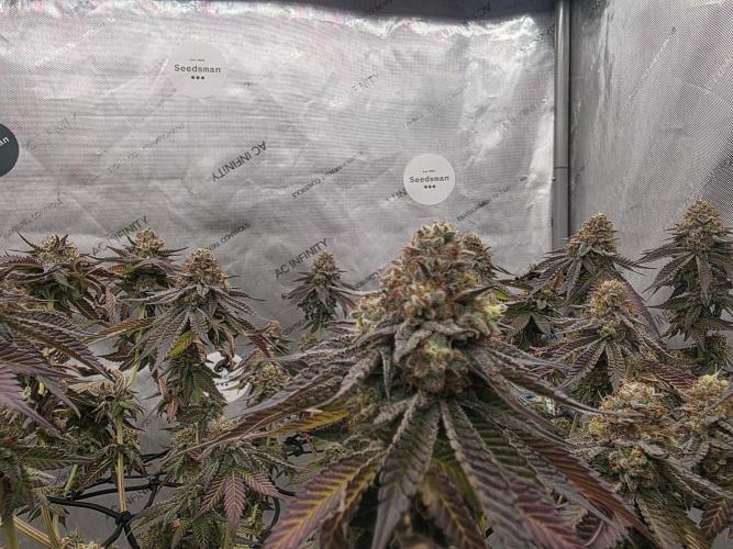 Purple Oreoz by Seedsman. Week 12