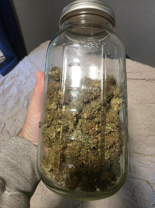 Sugar haze by seedsman. Week 16 - 3.5 ounces of dry bud ready to cure in the jar! the smell is so potent!