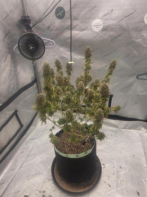Sugar haze by seedsman. Week 16
