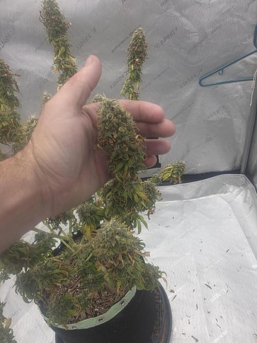 Sugar haze by seedsman. Week 16