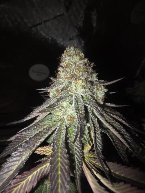 Purple Oreoz by Seedsman. Week 13