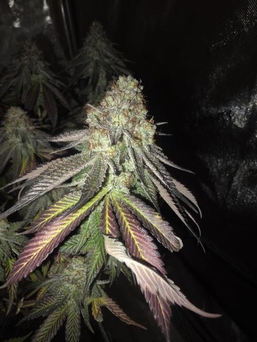 Purple Oreoz by Seedsman. Week 13