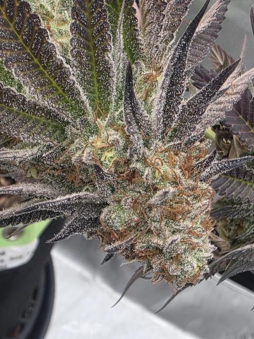 Purple Oreoz by Seedsman. Week 13