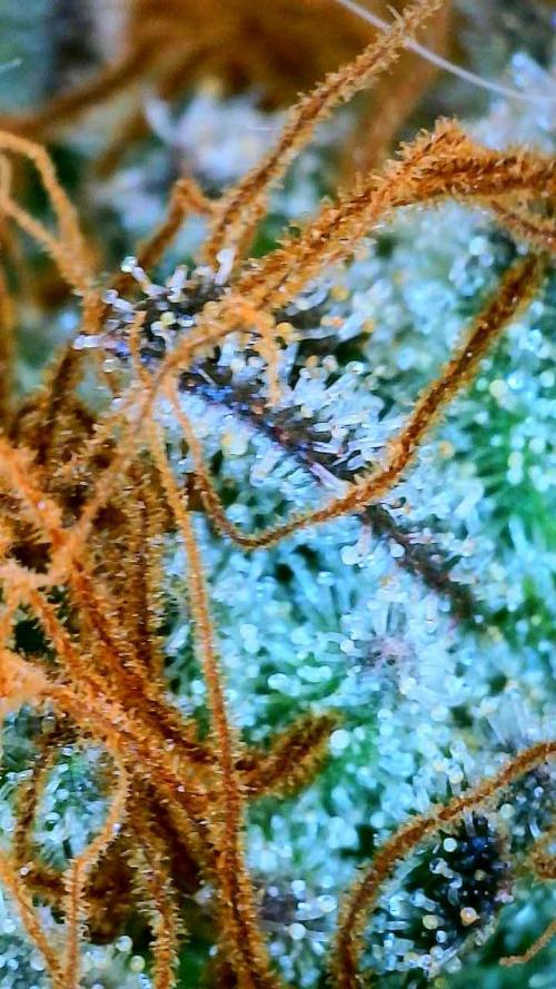 Purple Oreoz by Seedsman. Week 13