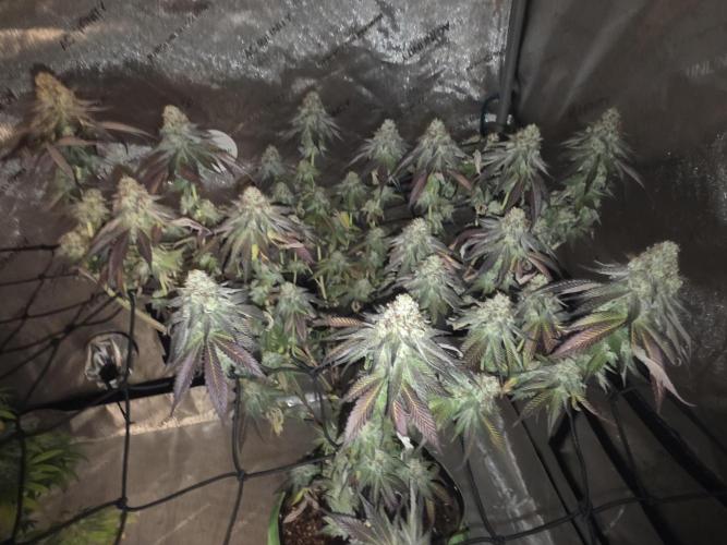 Purple Oreoz by Seedsman. Week 13