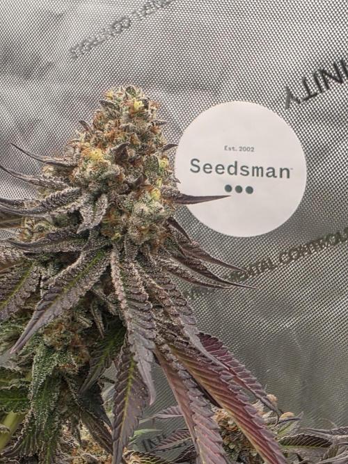 Purple Oreoz by Seedsman. Week 13