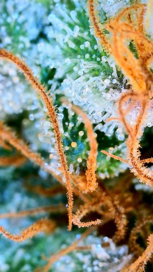 Purple Oreoz by Seedsman. Week 13