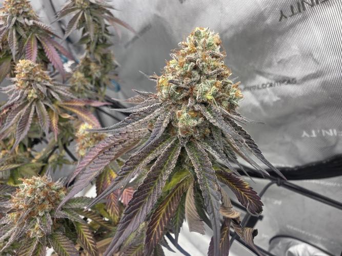 Purple Oreoz by Seedsman. Week 13
