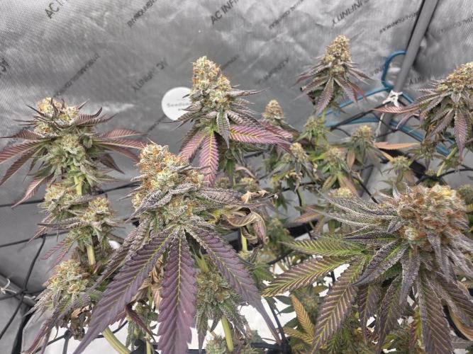 Purple Oreoz by Seedsman. Week 13