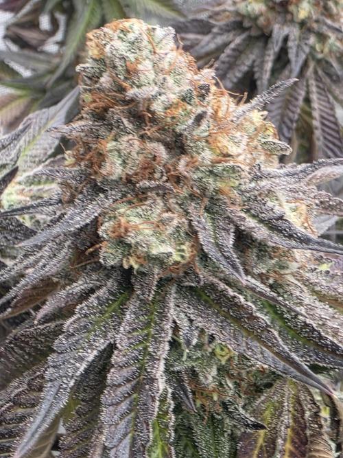 Purple Oreoz by Seedsman. Week 13