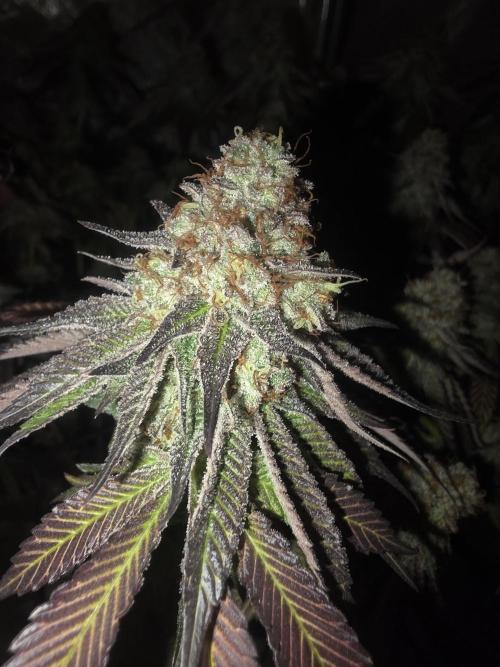 Purple Oreoz by Seedsman. Week 13
