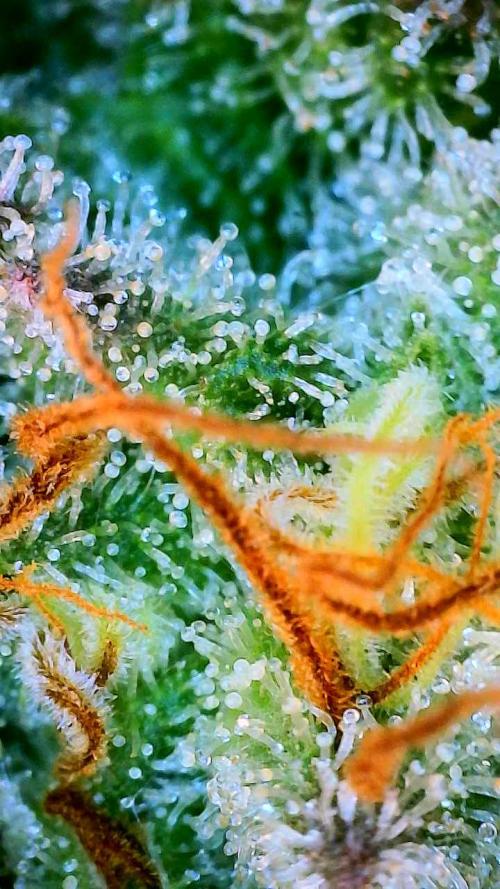 Purple Oreoz by Seedsman. Week 13