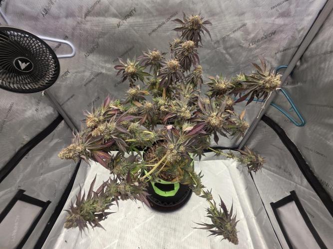 Purple Oreoz by Seedsman. Week 1