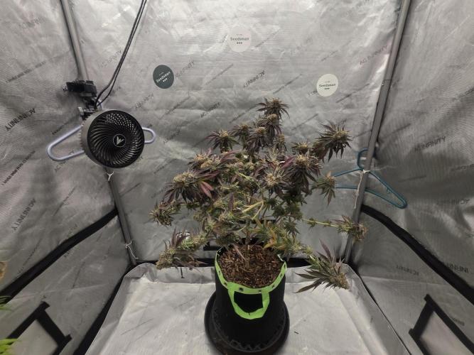 Purple Oreoz by Seedsman. Week 1