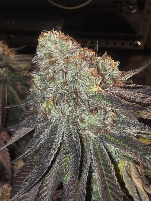 Purple Oreoz by Seedsman. Week 1