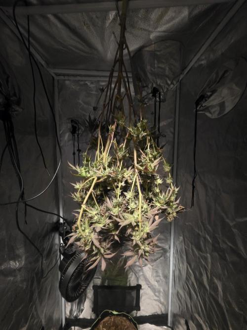 Purple Oreoz by Seedsman. Week 1