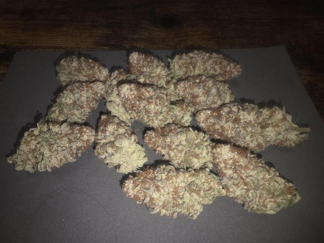 Purple Oreoz by Seedsman. Week 1