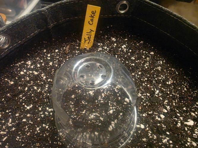 Jelly Cake. Week 0