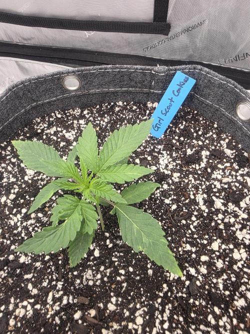 Girl Scout Cookies. Week 1