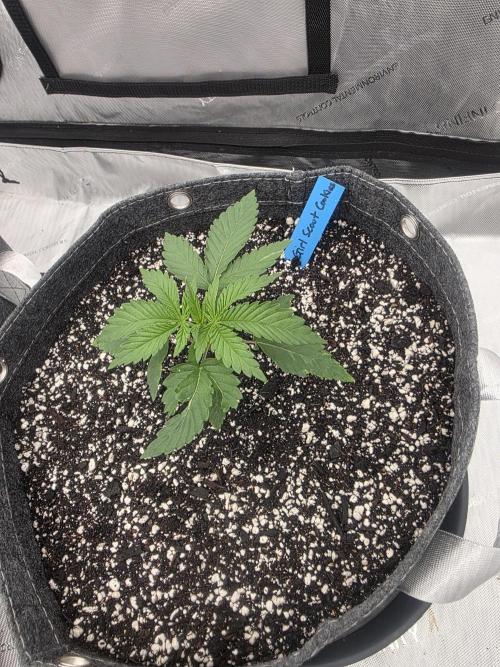 Girl Scout Cookies. Week 1