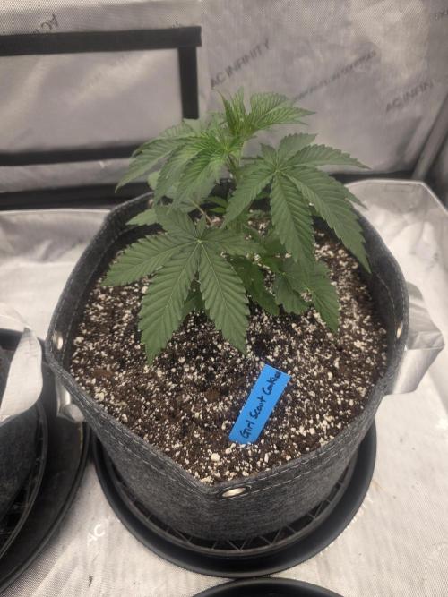 Girl Scout Cookies. Week 1