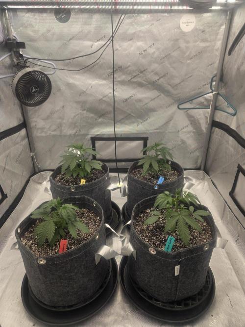 Girl Scout Cookies. Week 1