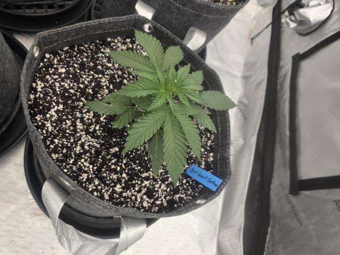 Girl Scout Cookies. Week 1