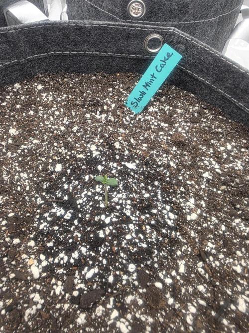 CLOUDLAB 844, Advance Grow Tent 4x4. Week 1