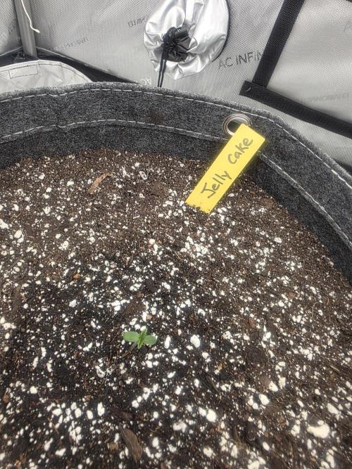 Jelly Cake. Week 0