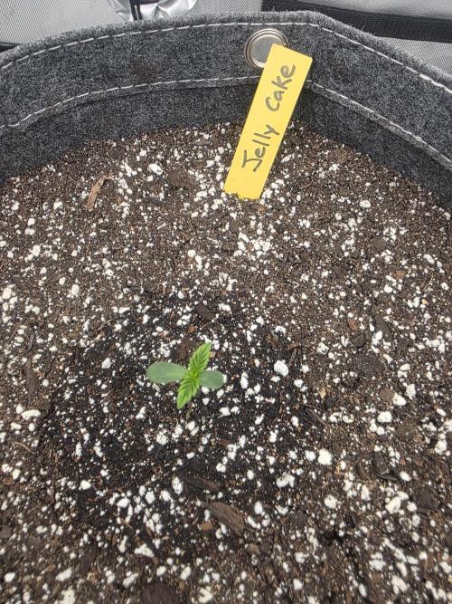 Jelly Cake. Week 0