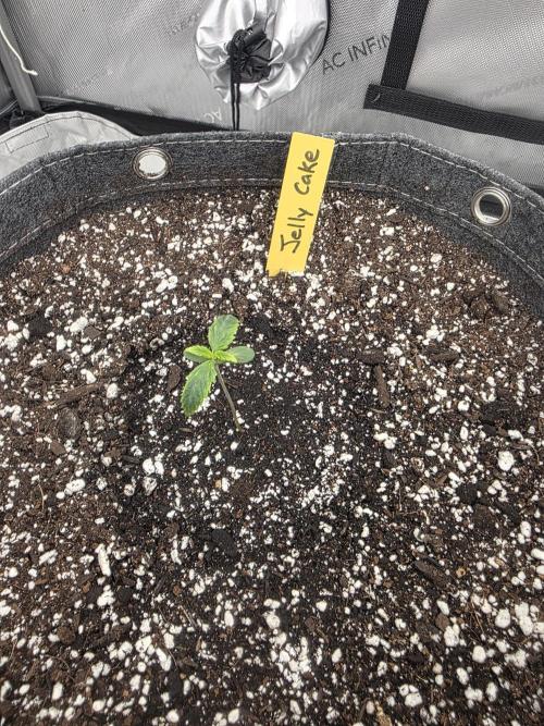 Jelly Cake. Week 0