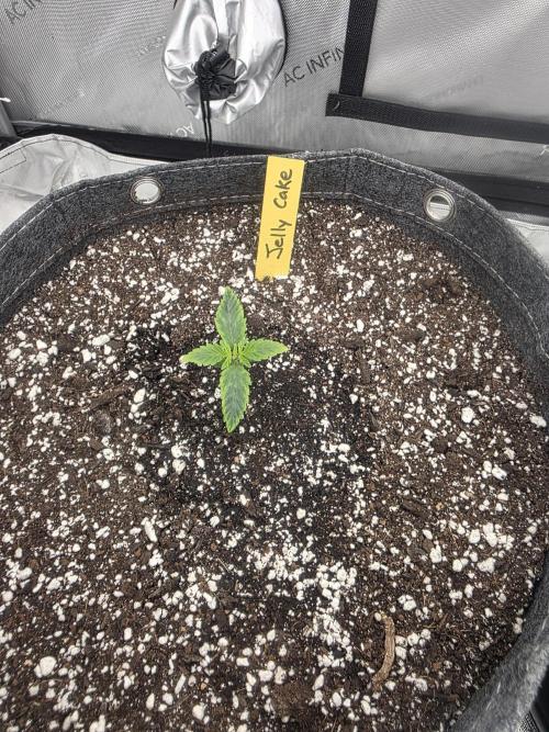 Jelly Cake. Week 0