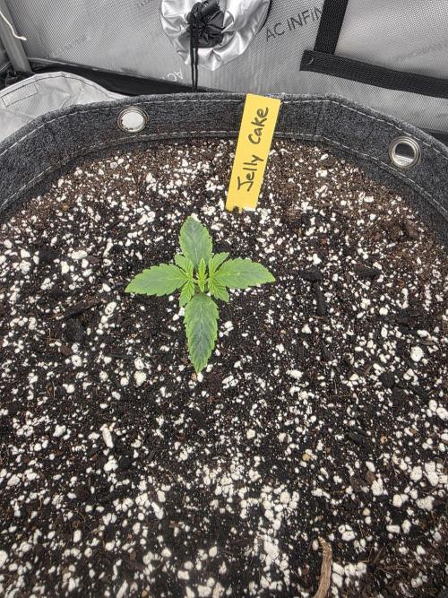 Jelly Cake. Week 0