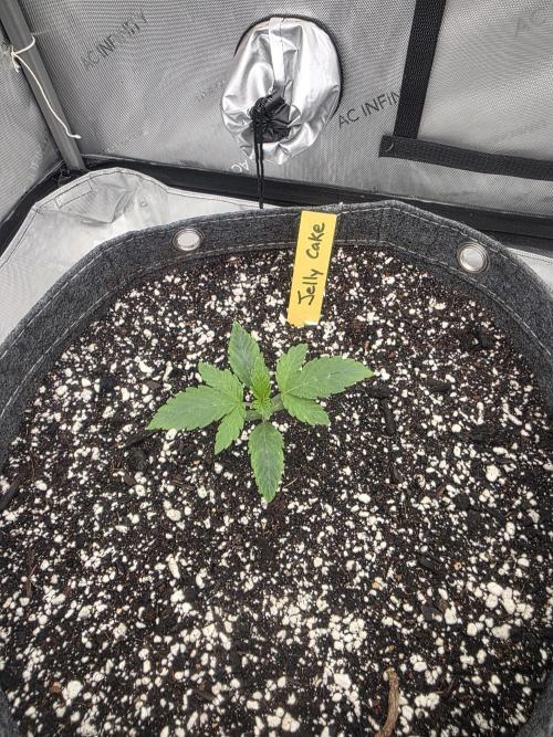 Jelly Cake. Week 0