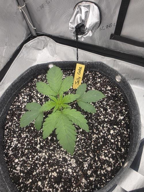 Jelly Cake. Week 1