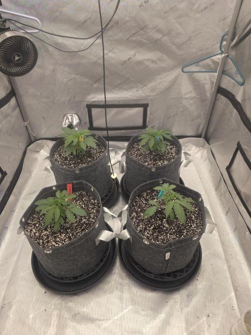 Jelly Cake. Week 1