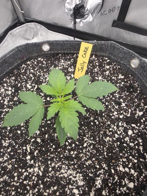 Jelly Cake. Week 1