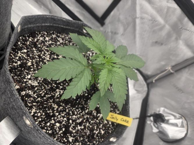 Jelly Cake. Week 1