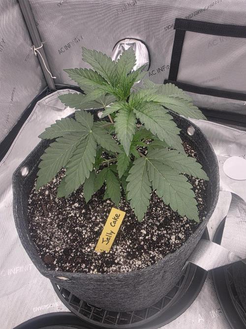 Jelly Cake. Week 1