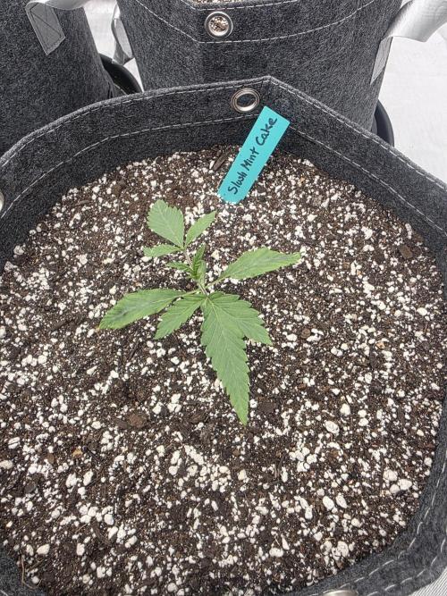 CLOUDLAB 844, Advance Grow Tent 4x4. Week 0