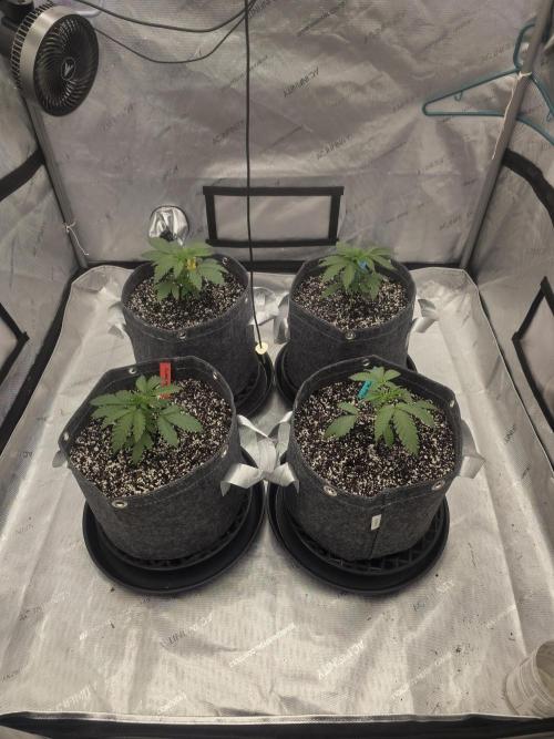 CLOUDLAB 844, Advance Grow Tent 4x4. Week 1