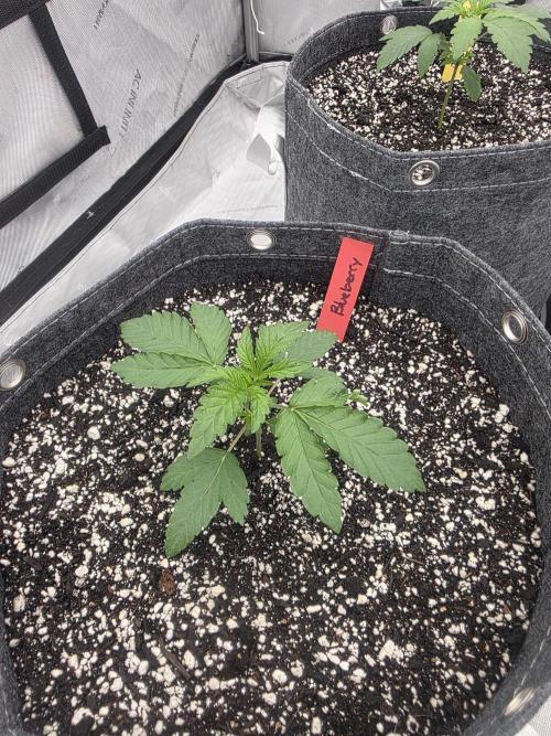 Blueberry by Dutch Passion. Week 1
