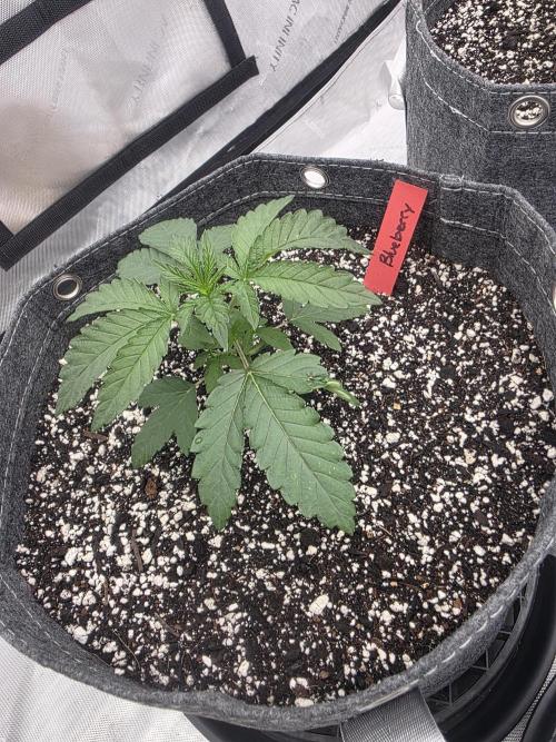 Blueberry by Dutch Passion. Week 1