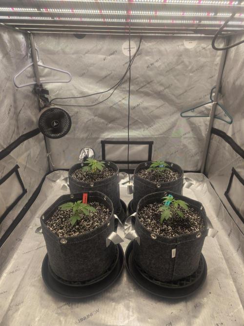 Blueberry by Dutch Passion. Week 1