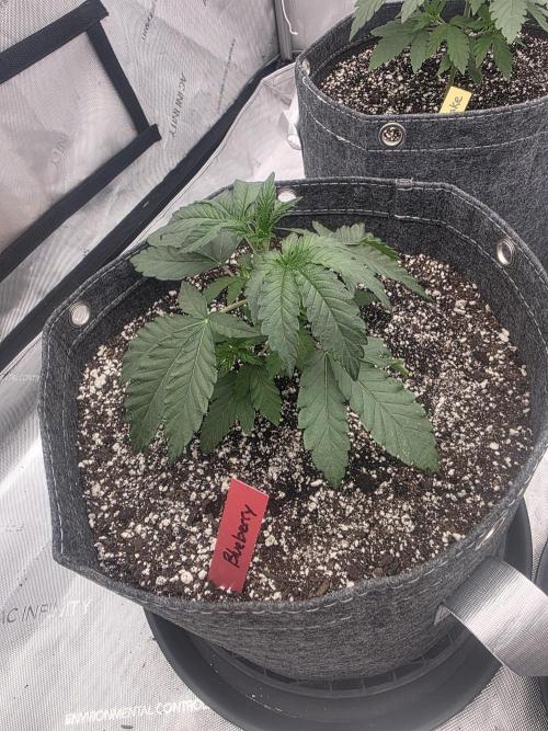 CLOUDLAB 844, Advance Grow Tent 4x4. Week 1