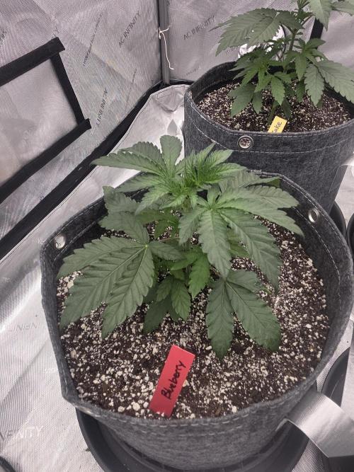Blueberry by Dutch Passion. Week 2