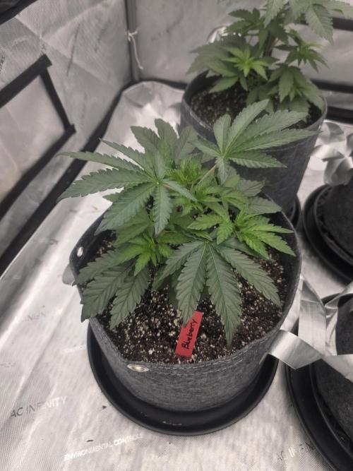Blueberry by Dutch Passion. Week 2