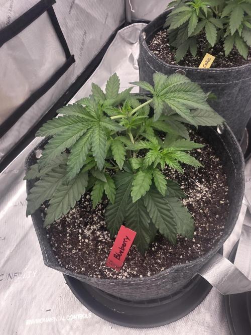 Blueberry by Dutch Passion. Week 2