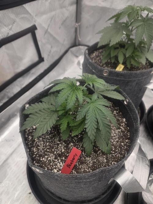 Blueberry by Dutch Passion. Week 2