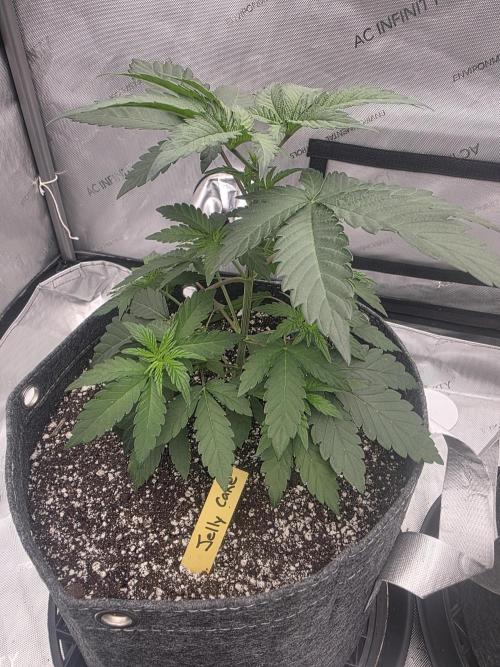 Jelly Cake. Week 2
